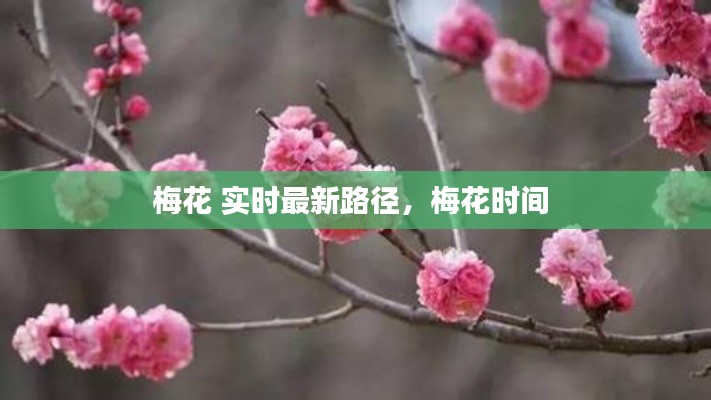 梅花 實時最新路徑，梅花時間 