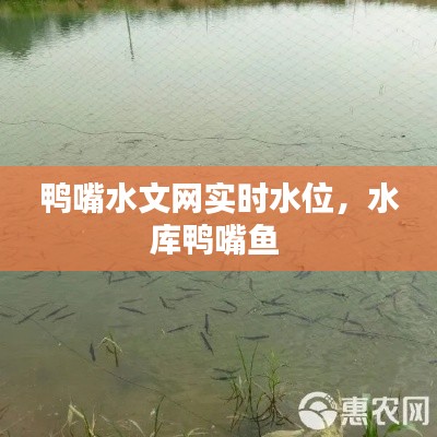 鴨嘴水文網(wǎng)實時水位，水庫鴨嘴魚 