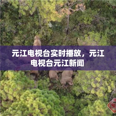 元江電視臺實時播放，元江電視臺元江新聞 