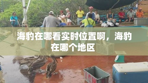 海豹在哪看實(shí)時(shí)位置啊，海豹在哪個(gè)地區(qū) 