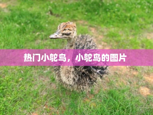 熱門(mén)小鴕鳥(niǎo)，小鴕鳥(niǎo)的圖片 
