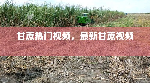 甘蔗熱門(mén)視頻，最新甘蔗視頻 