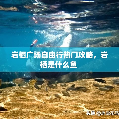 巖棲廣場自由行熱門攻略，巖棲是什么魚 