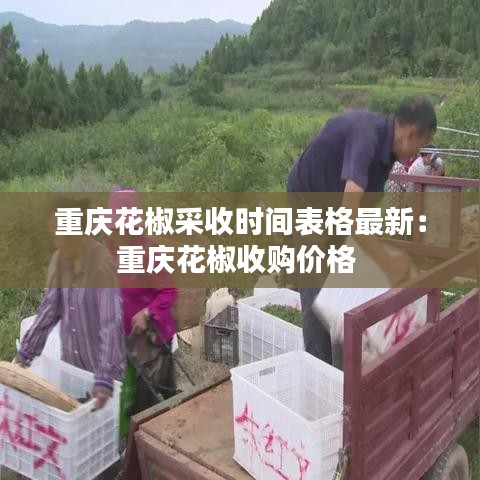 重慶花椒采收時(shí)間表格最新：重慶花椒收購(gòu)價(jià)格 