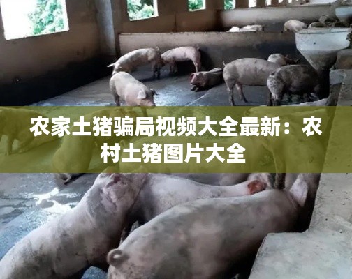 農(nóng)家土豬騙局視頻大全最新：農(nóng)村土豬圖片大全 