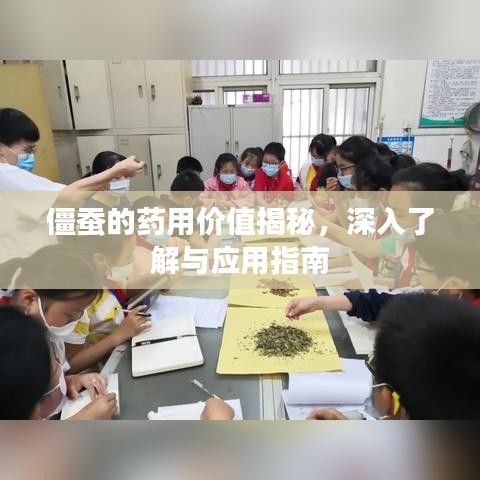 僵蠶的藥用價(jià)值揭秘，深入了解與應(yīng)用指南