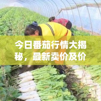 今日番茄行情大揭秘，最新賣價及價格走勢分析