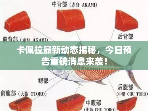 卡佩拉最新動態(tài)揭秘，今日預(yù)告重磅消息來襲！