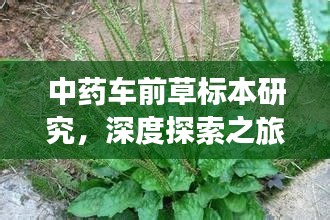 中藥車前草標(biāo)本研究，深度探索之旅，百度收錄標(biāo)準(zhǔn)吸睛標(biāo)題
