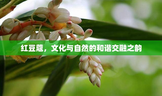 紅豆蔻，文化與自然的和諧交融之韻