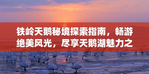 鐵嶺天鵝秘境探索指南，暢游絕美風光，盡享天鵝湖魅力之旅
