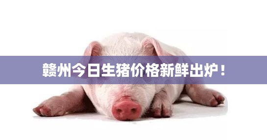 贛州今日生豬價(jià)格新鮮出爐！