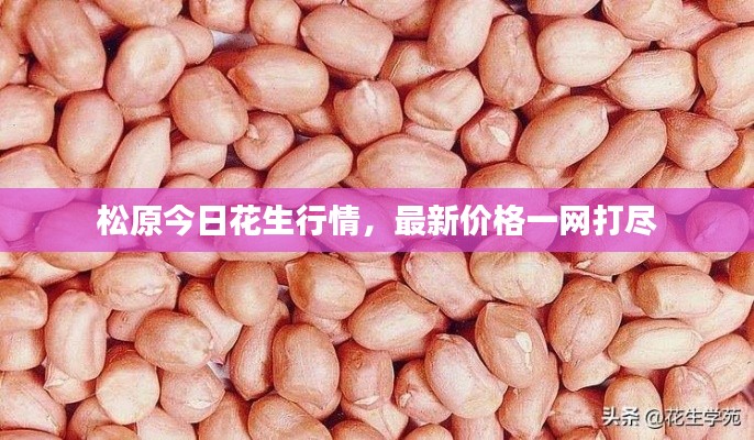 松原今日花生行情，最新價(jià)格一網(wǎng)打盡