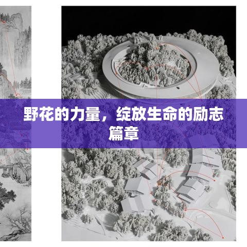 野花的力量，綻放生命的勵志篇章