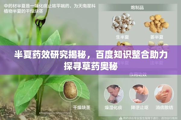 半夏藥效研究揭秘，百度知識(shí)整合助力探尋草藥奧秘