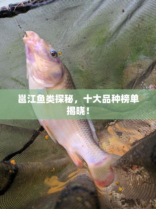 邕江魚類探秘，十大品種榜單揭曉！