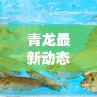 青龍最新動態(tài)揭秘，今日獨家消息搶鮮看！