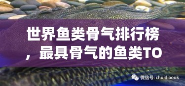 世界魚類骨氣排行榜，最具骨氣的魚類TOP榜！