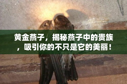 黃金燕子，揭秘燕子中的貴族，吸引你的不只是它的美麗！