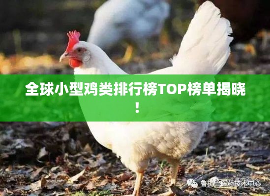 全球小型雞類排行榜TOP榜單揭曉！