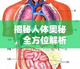 揭秘人體奧秘，全方位解析人體構(gòu)造