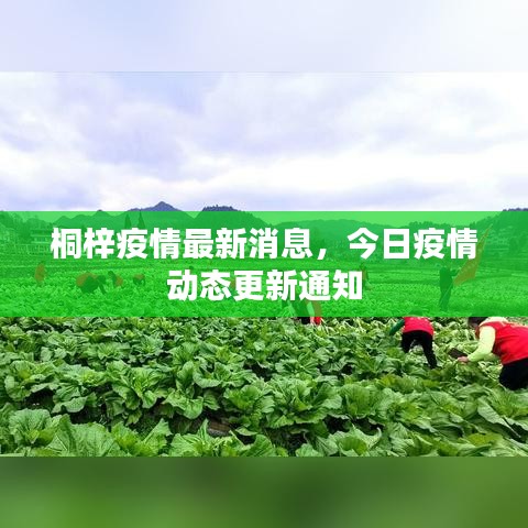 桐梓疫情最新消息，今日疫情動態(tài)更新通知