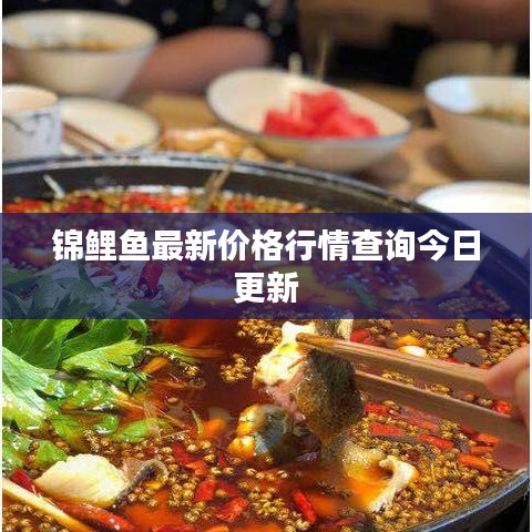錦鯉魚最新價格行情查詢今日更新