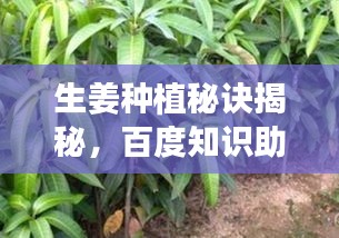 生姜種植秘訣揭秘，百度知識(shí)助你掌握高效種植方法與技巧！
