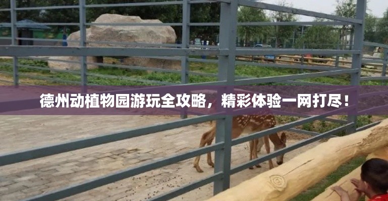 德州動植物園游玩全攻略，精彩體驗一網(wǎng)打盡！