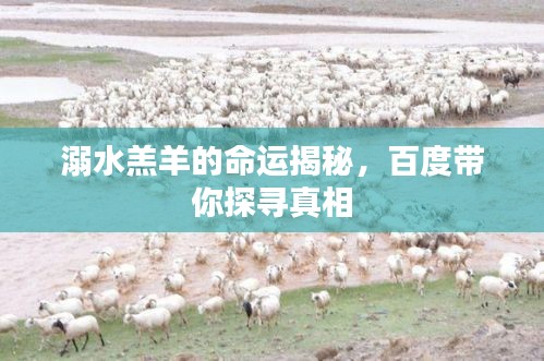 溺水羔羊的命運揭秘，百度帶你探尋真相
