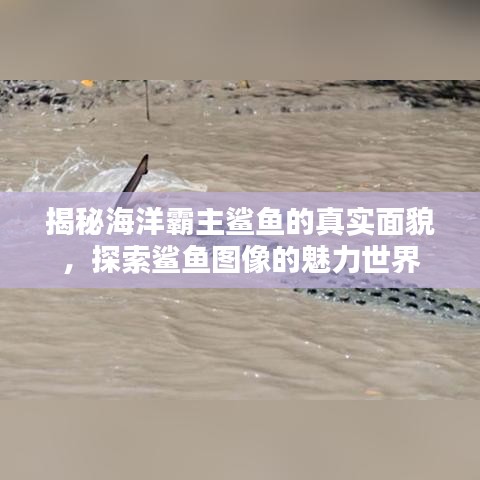 揭秘海洋霸主鯊魚(yú)的真實(shí)面貌，探索鯊魚(yú)圖像的魅力世界