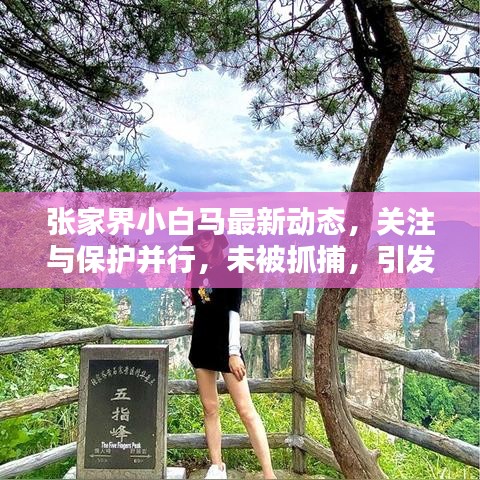 張家界小白馬最新動態(tài)，關(guān)注與保護并行，未被抓捕，引發(fā)關(guān)注熱議