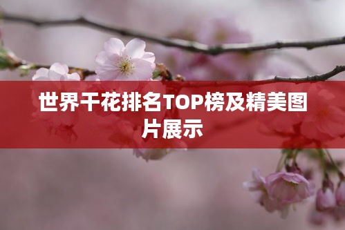 世界干花排名TOP榜及精美圖片展示