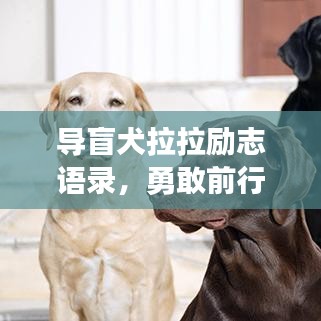 導盲犬拉拉勵志語錄，勇敢前行，無畏挑戰(zhàn)！